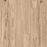 Chapman Hill Appaloosa Hickory 133