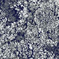 Lichen